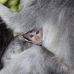 monkey_macaque_balinese_mf_ubud_v_0215_bal0215.jpg